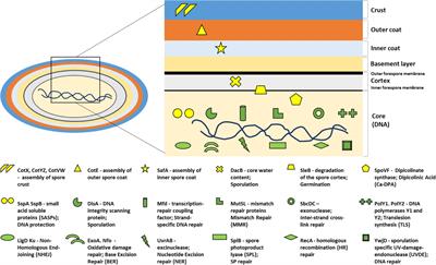 Bacillus subtilis Spore Resistance to Simulated Mars Surface Conditions